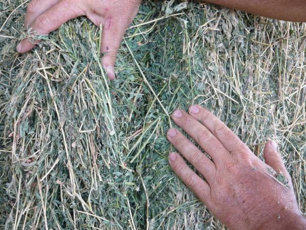 Titan 9 has a fine stem and quality leaf retention for quality hay
